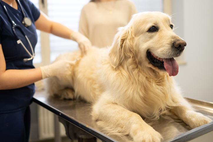 a golden retriever is examined by a veterinarian